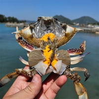 [보름데이] 서해안  활 암꽃게(푸)