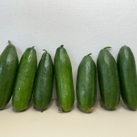 (제철도매) 수분가득 아~삭아~삭 국내산 -미니오이 500g,1kg,2kg