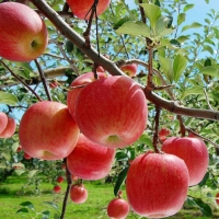 [청송_햇사과] 가정용_부사 1kg [중소과/중대과]