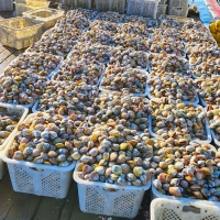 [오커늘푸] 새부리 새조개 여수 새조개 얼음포장