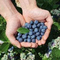 [오커브팜] 무농약 블루베리 생과 200g