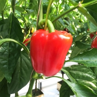 국내산 파프리카(푸)