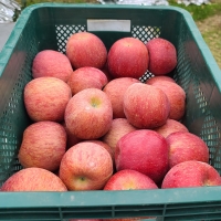 [부엌애]  장수사과 부사사과 못난이/정품사과 2kg~4.5kg