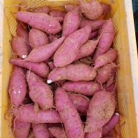 (제철도매) 달콤한 베니하루까-해남 호박고구마