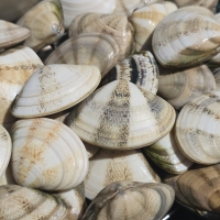 동해안 자연산 비단조개(특대 사이즈) 1kg