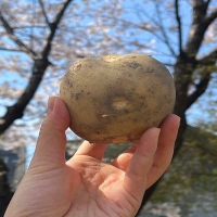 (제철도매)포근포근  햇 설봉감자 5kg-[산지직송]