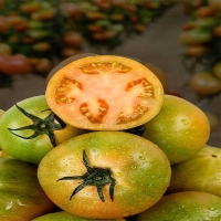 (제철도매)- (특가)농가B 정품 짭짤이 대저토마토-2,5kg