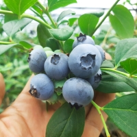 [오커브팜] 무농약 블루베리 생과 200g