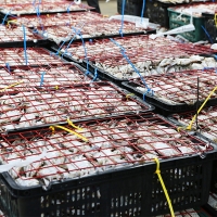 [오커최고] 서해안 활 암꽃게 1~3kg