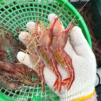 동해안  독도새우(푸)