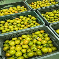 (제철도매)- (특가)농가B 정품 짭짤이 대저토마토-2,5kg