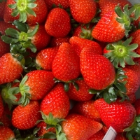 (제철도매) 충남 논산 -고당도 설향딸기[주문 즉시 수확]