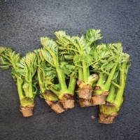 [산지직송]쌉싸름한 봄맛 국내산 참두릅 300g/500g/1kg/1.5kg/2kg