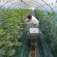 (제철도매) 수분가득 아~삭아~삭 국내산 -미니오이 500g,1kg,2kg