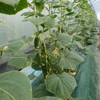 (제철도매) 수분가득 아~삭아~삭 국내산 -미니오이 500g,1kg,2kg