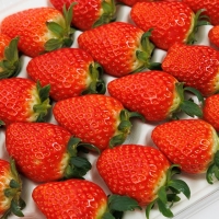 (제철도매) 충남 논산 -고당도 설향딸기[주문 즉시 수확]