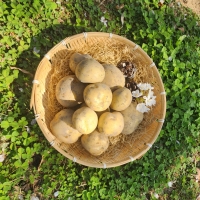 (제철도매)포근포근  햇 설봉감자 5kg-[산지직송]