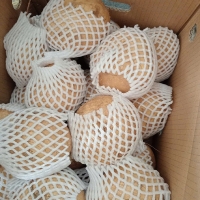 수분가득  아삭한  슈퍼푸드  히카마(얌빈)