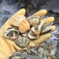 동해안 자연산 비단조개(특대 사이즈) 1kg