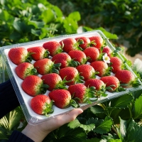 [오커늘푸] 설향 딸기 700g 한입 특