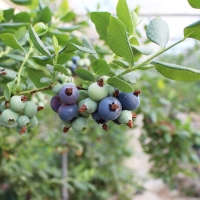 [오커브팜] 무농약 블루베리 생과 200g