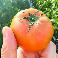 (제철도매)- (특가)농가B 정품 짭짤이 대저토마토-2,5kg