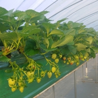 (제철도매) 충남 논산 -고당도 설향딸기[주문 즉시 수확]