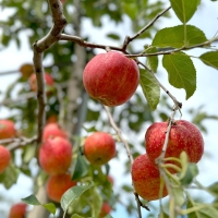 [부엌애]  장수사과 부사사과 못난이/정품사과 2kg~4.5kg