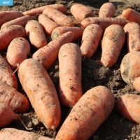[첫출하/제주 구좌 햇당근] 제주 구좌당근 [2kg-5kg(왕/중/특상)]
