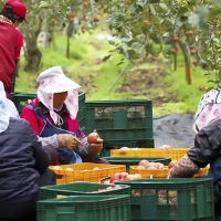 [부엌애]  장수사과 부사사과 못난이/정품사과 2kg~4.5kg