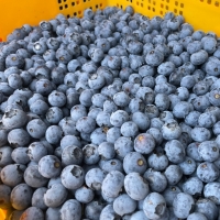 [오커브팜] 무농약 블루베리 생과 200g