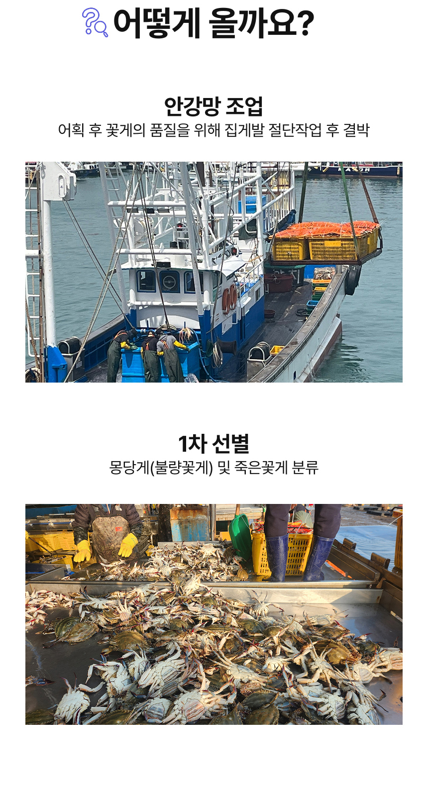 제철 서해안 활꽃게 1kg