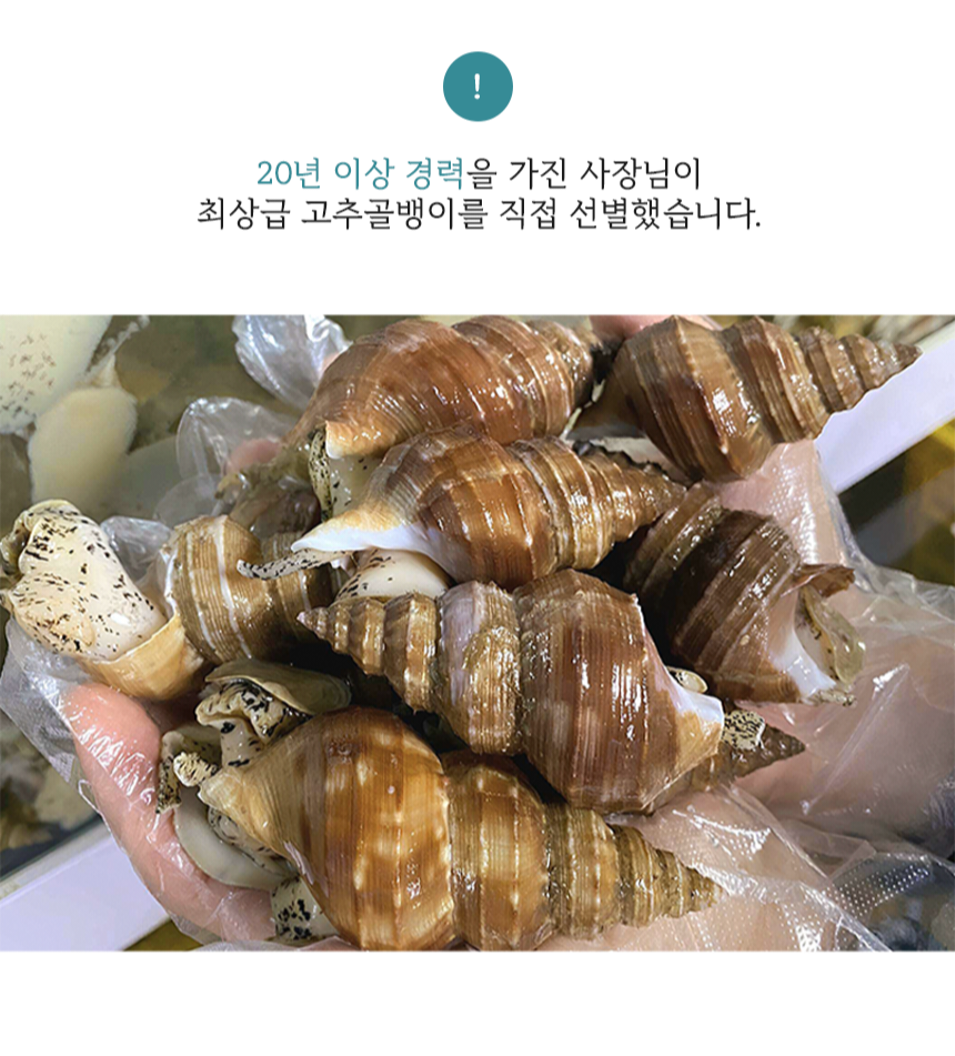 동해안 자연산 고추골뱅이 1kg 생물