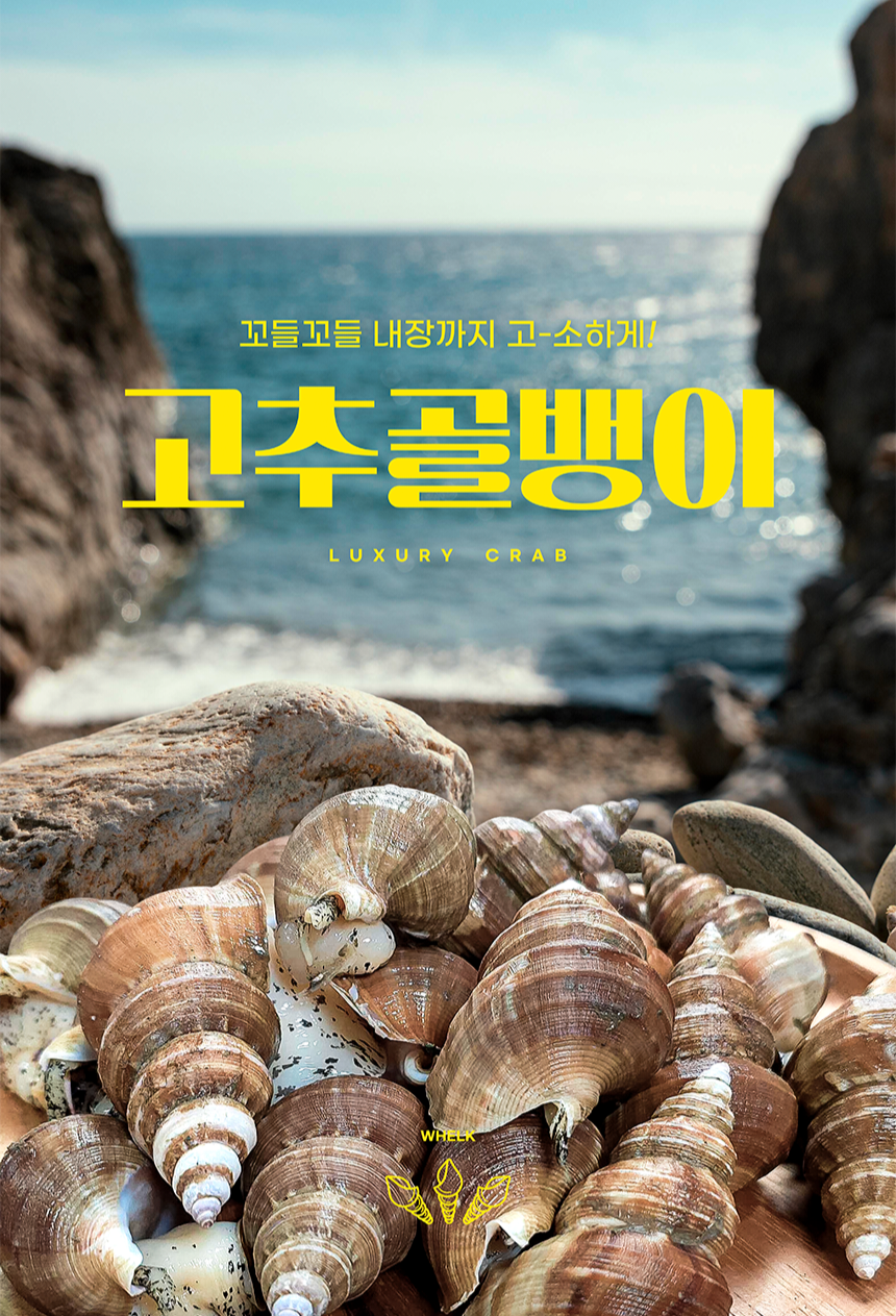 동해안 자연산 고추골뱅이 1kg 생물