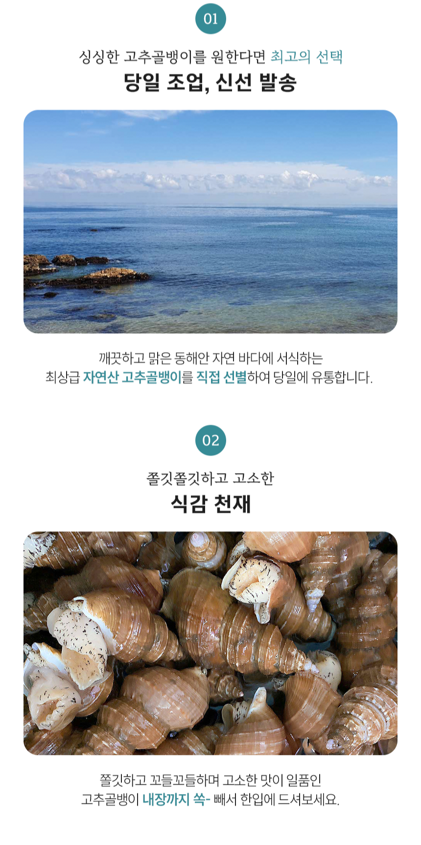 동해안 자연산 고추골뱅이 1kg 생물