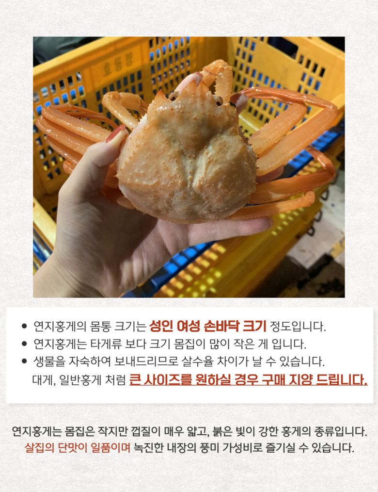 산지직송 구룡포 연지홍게 홍게제철 실속 가성비 3kg (10-12미)