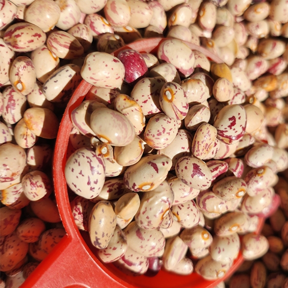 [오커최고] 어흥 호랑이콩 건조 호랑이콩 500g 1kg