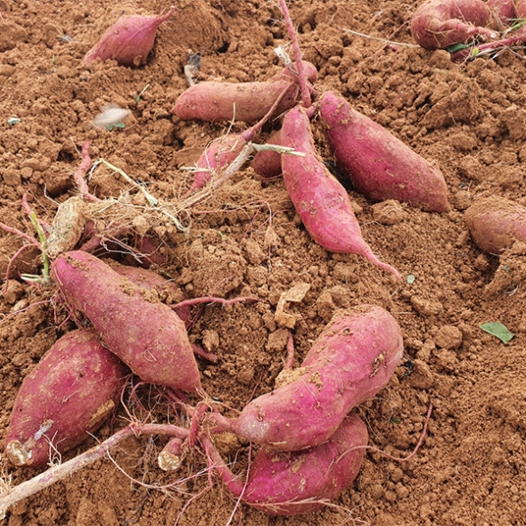 [신한카드 할인] 꿀 뚝뚝  해남 꿀고구마