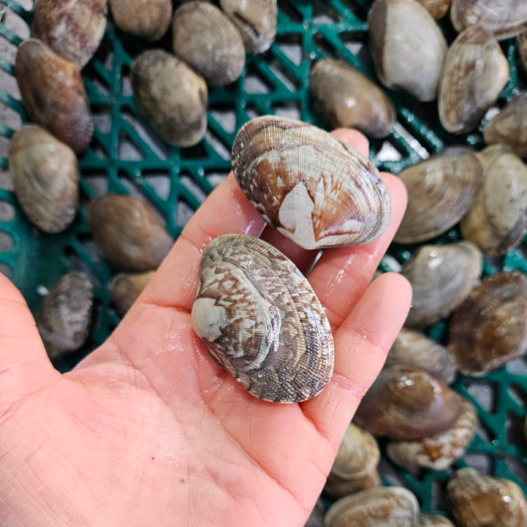 홍지수산  남해안 활바지락 1kg