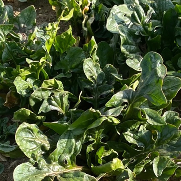 [특별할인]  [흙이음] 초록빛 영양 채소 남해 시금치 500g