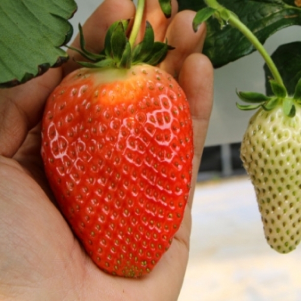 [산지직송] 논산 킹스베리 프리미엄 왕딸기 350g/800g 생딸기