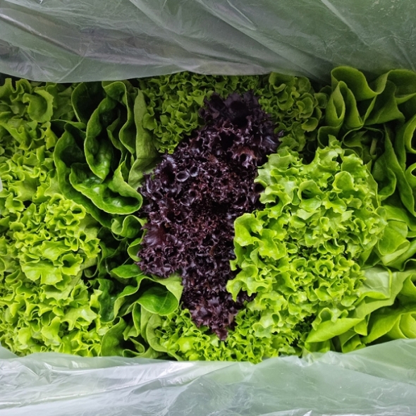 [만원의 행복] 유럽종 쌈채소 샐러드용 1kg/2kg 친환경 무농약