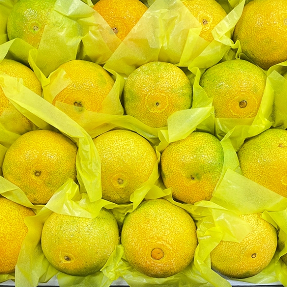[선물세트] 제주  황금향 선물세트 2kg/3kg/5kg (푸)