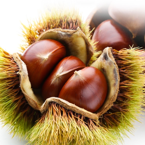 [자연속애] 충남부여 햇 알밤 1kg/2kg/3kg/5kg(중)