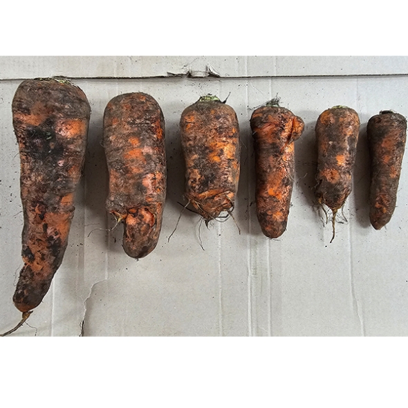 못난이 흙당근 쥬스용 2kg/5kg(산)
