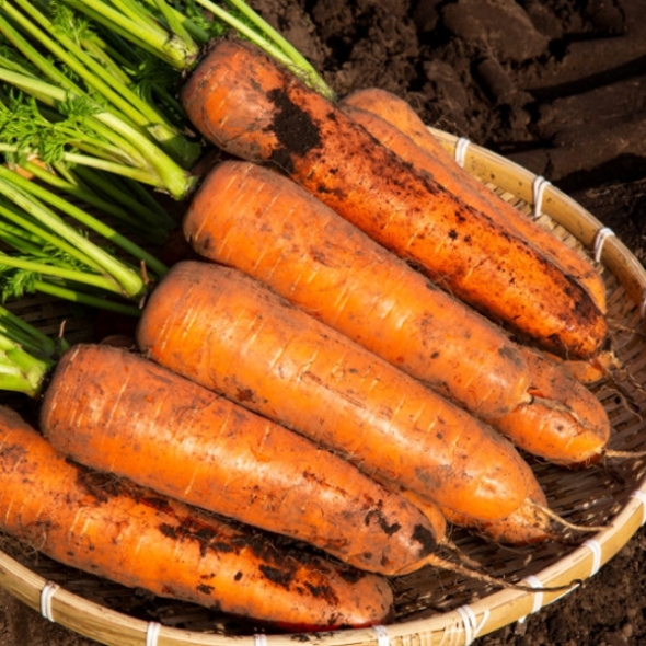 [바라봄] 제주 구좌 흙당근 3kg / 5kg / 10kg _ (중/상/특/왕)