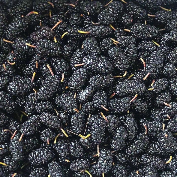 [오커브팜] 탱글 오디 뽕열매 청일 과상 품종 1kg ~ 10kg