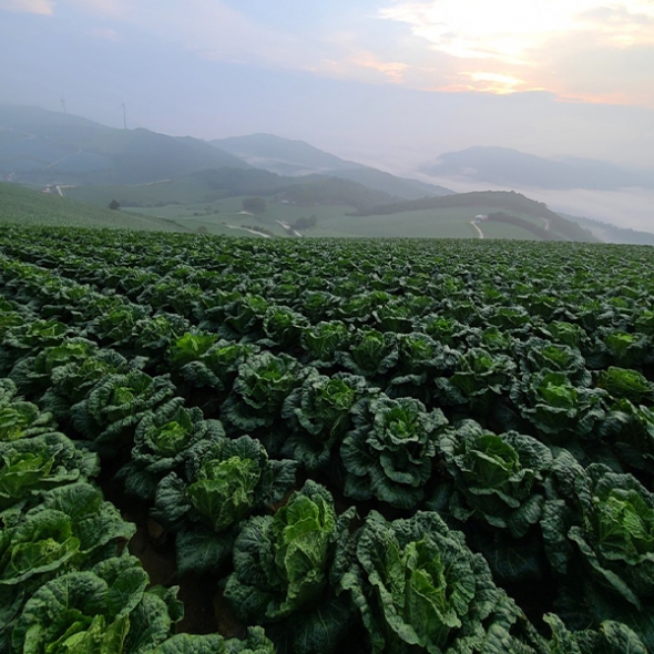 감칠맛가득 프리미엄 백김치(푸)