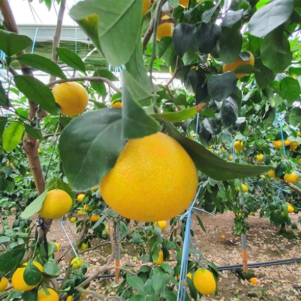 [선물세트] 제주  황금향 선물세트 2kg/3kg/5kg (푸)