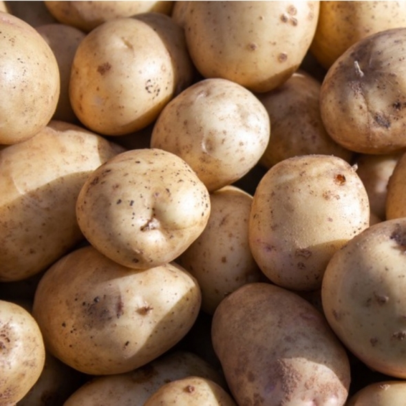 강원도 감자 포슬포슬 카스텔라 3kg 5kg 10kg